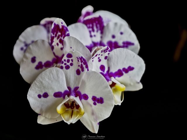 Flowers ON1 7R39944 Scaled 1