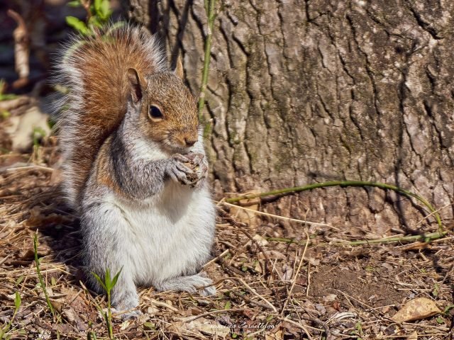 Mammals ON1 7R30284 Scaled 1